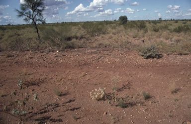 APII jpeg image of Gomphrena canescens subsp. canescens  © contact APII