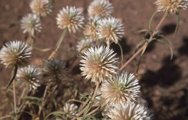 APII jpeg image of Gomphrena canescens subsp. canescens  © contact APII