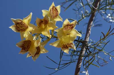 Pandorea doratoxylon