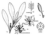 Sphalmium racemosum